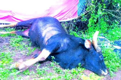 Bison dies at Curti after coming in contact with snapped live wire