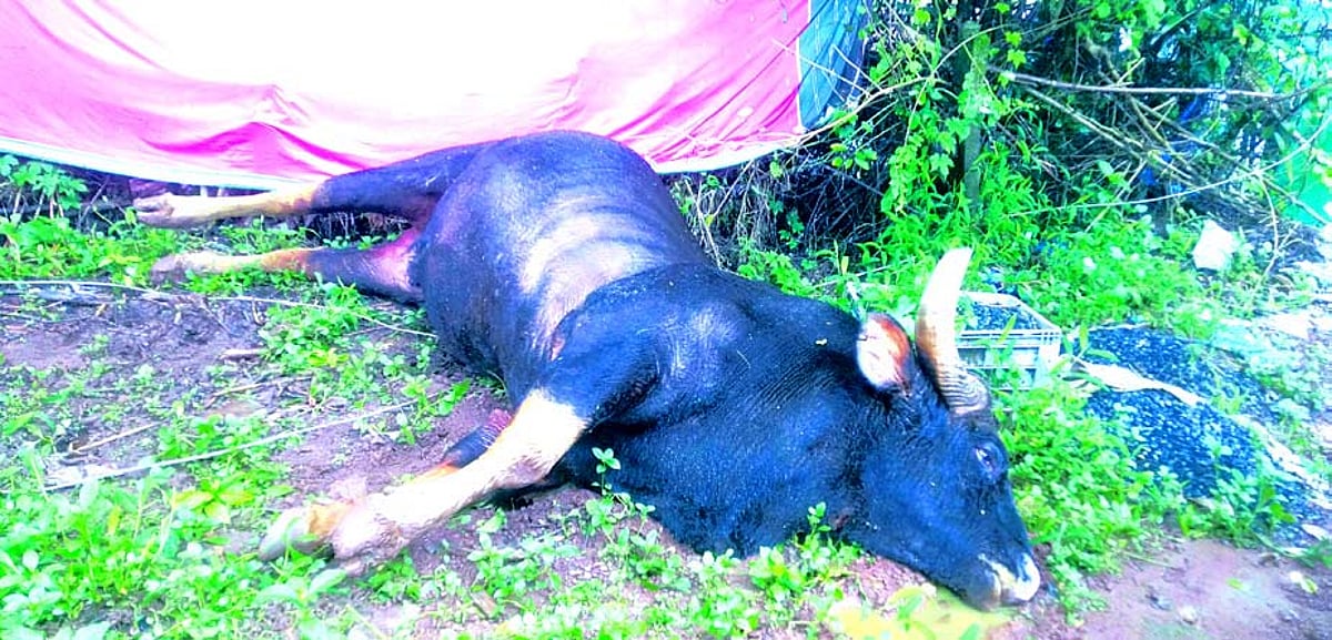 Bison dies at Curti after coming in contact with snapped live wire