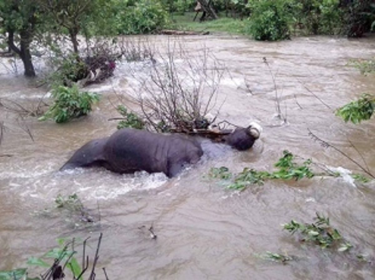 Bison drowns at Mauxi river