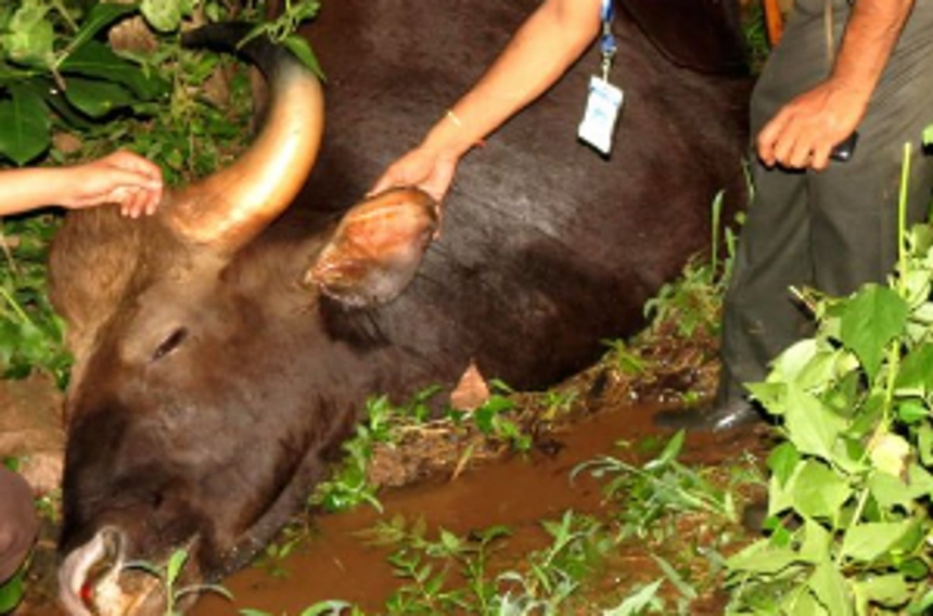 Bison found dead in Bicholim 1 Bison found dead in Bicholim