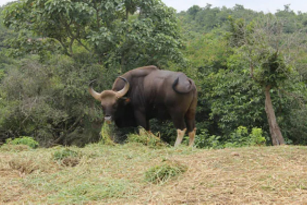 Bison menace worries Sonal village farmers
