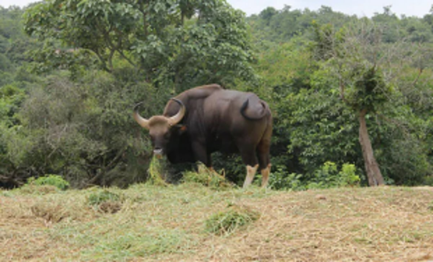 Bison menace worries Sonal village farmers 1 Bison menace worries Sonal village farmers