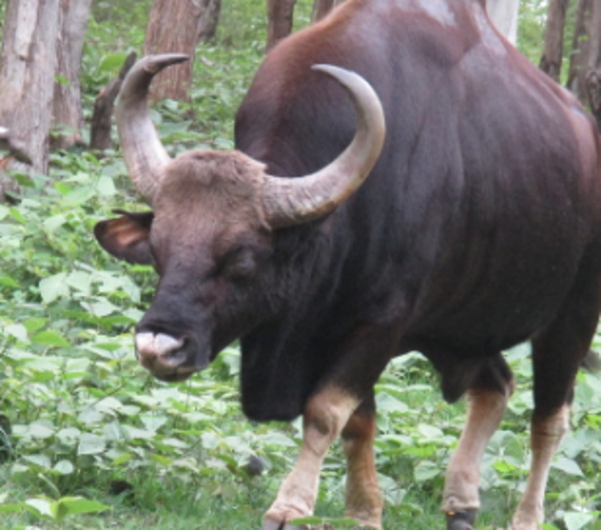 Bison spotted at Cuncolim 1 Bison spotted at Cuncolim