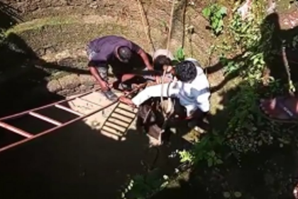 Bison trapped in a well rescued at Chandel