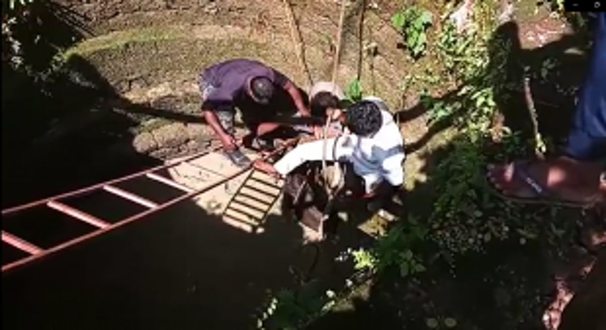 Bison trapped in a well rescued at Chandel