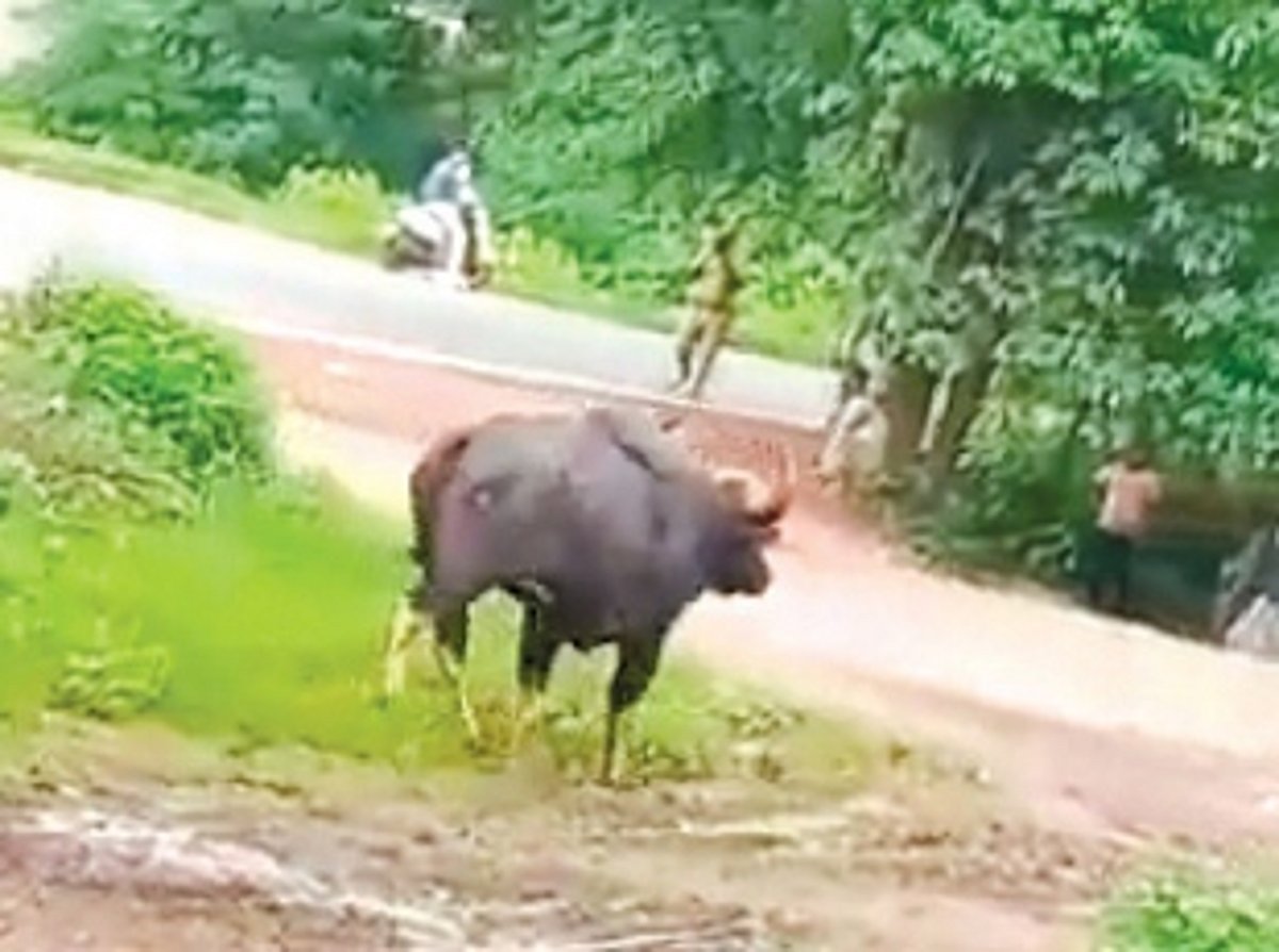 Bisons attack bikers at Shiroda