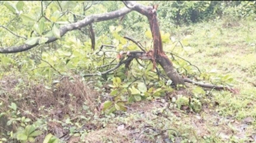 Bisons destroy crops, give sleepless nights to Pernem farmers 1 Bisons destroy crops, give sleepless nights to Pernem farmers