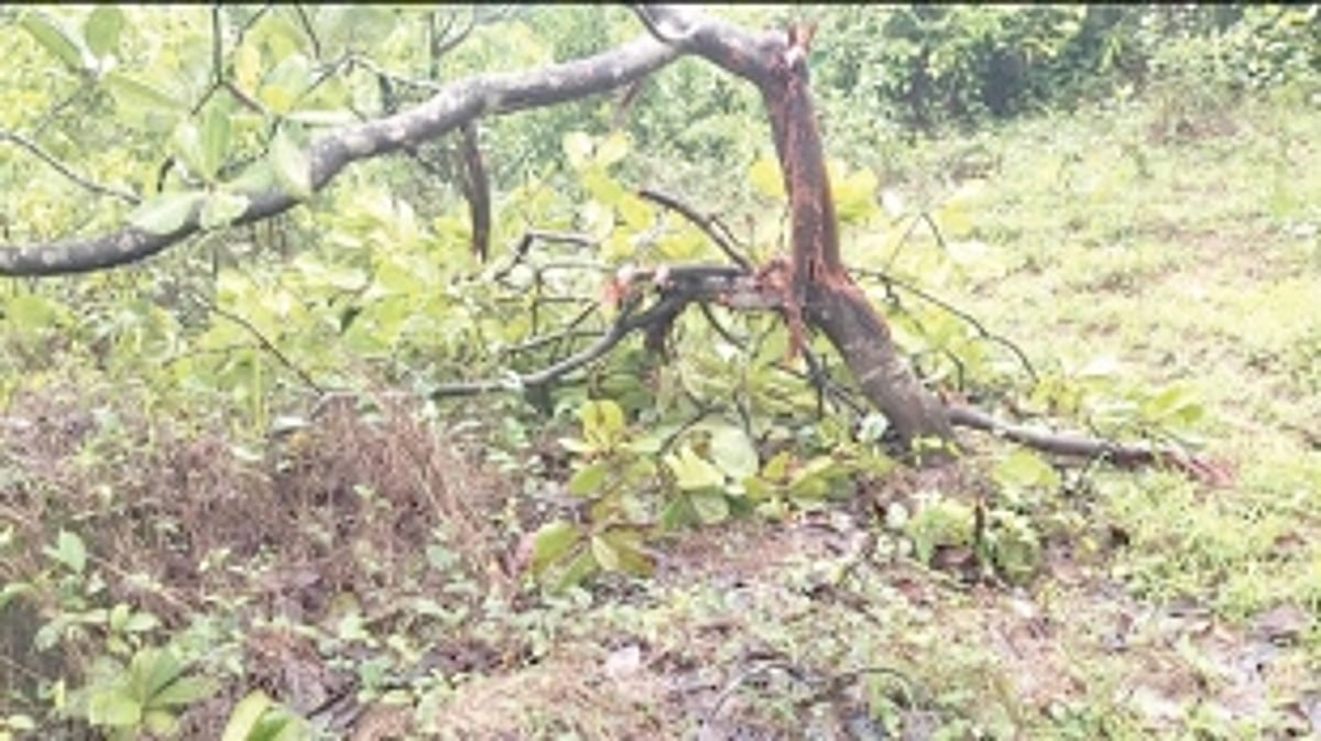 Bisons destroy crops, give sleepless nights to Pernem farmers