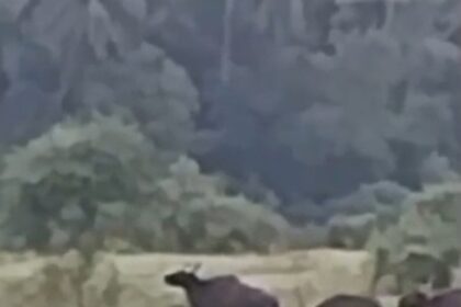 Bisons destroy fields in Alorna in broad daylight; farmers afraid to speak