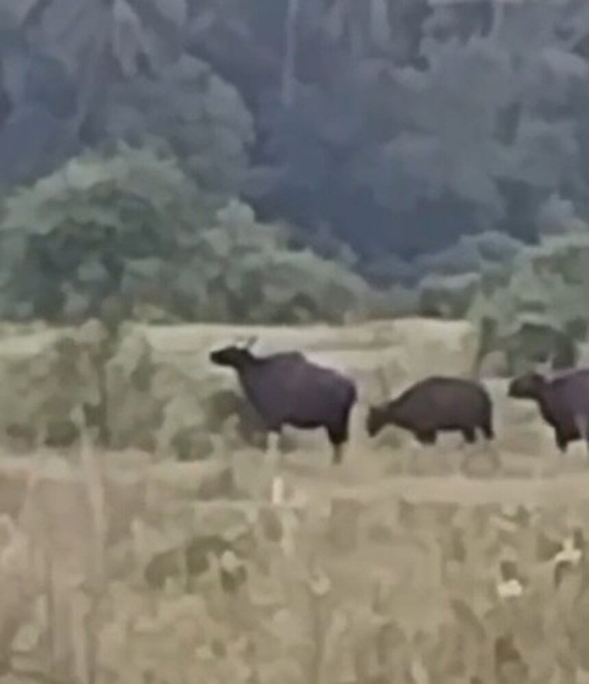 Bisons destroy fields in Alorna in broad daylight; farmers afraid to speak