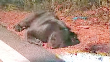 Black Panther Killed in Accident on Connem-Priol Highway: Locals Call for Emergency Wildlife Services