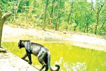 Black Panther caught on camera for first time in five years:  RFO