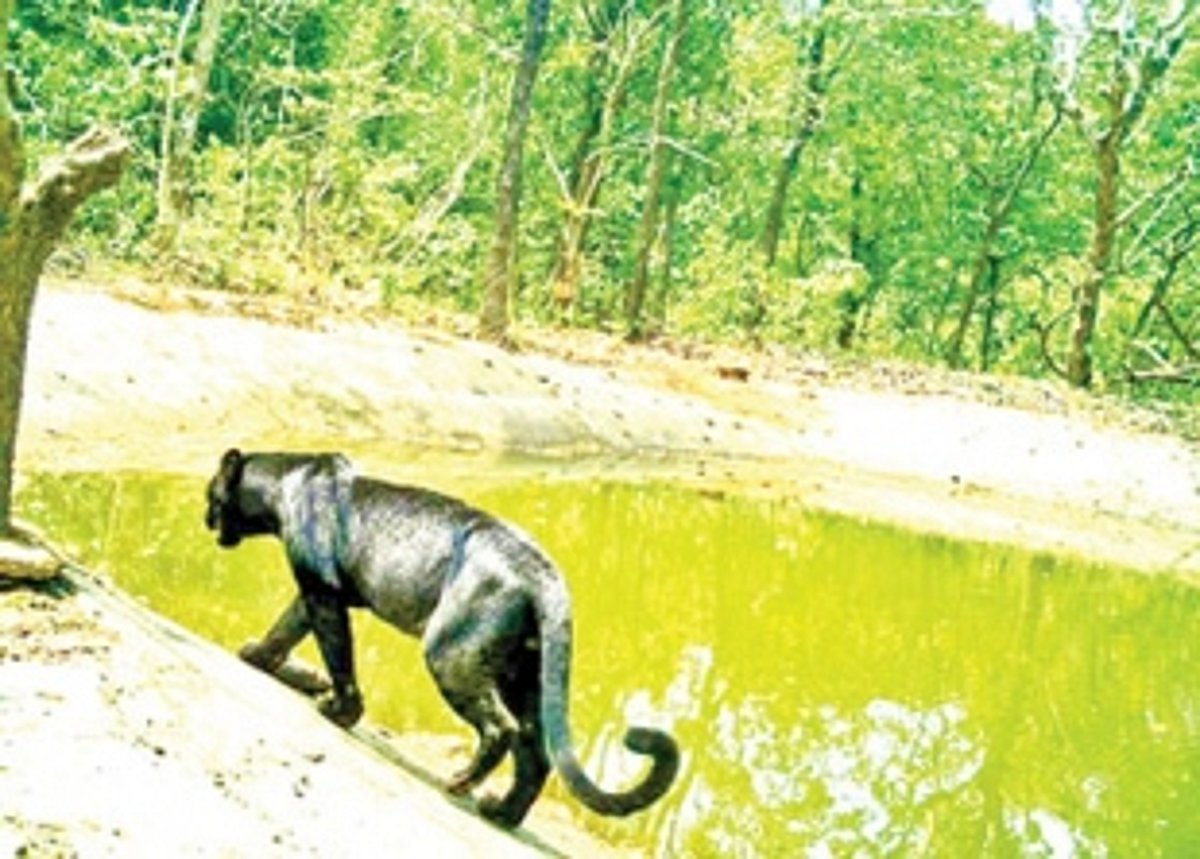 Black Panther caught on camera for first time in five years:  RFO