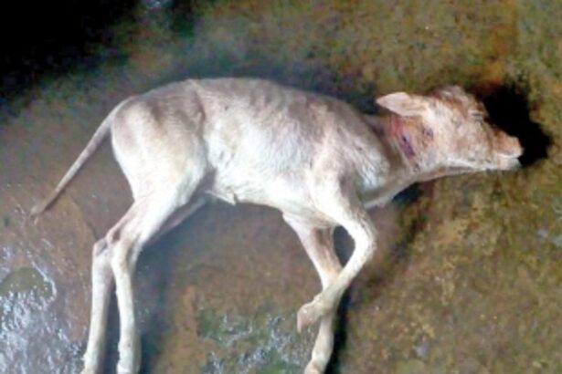 Black Panther kills calf at Darguinim