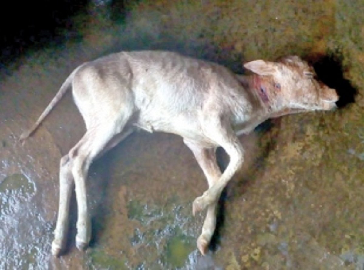 Black Panther kills calf at Darguinim