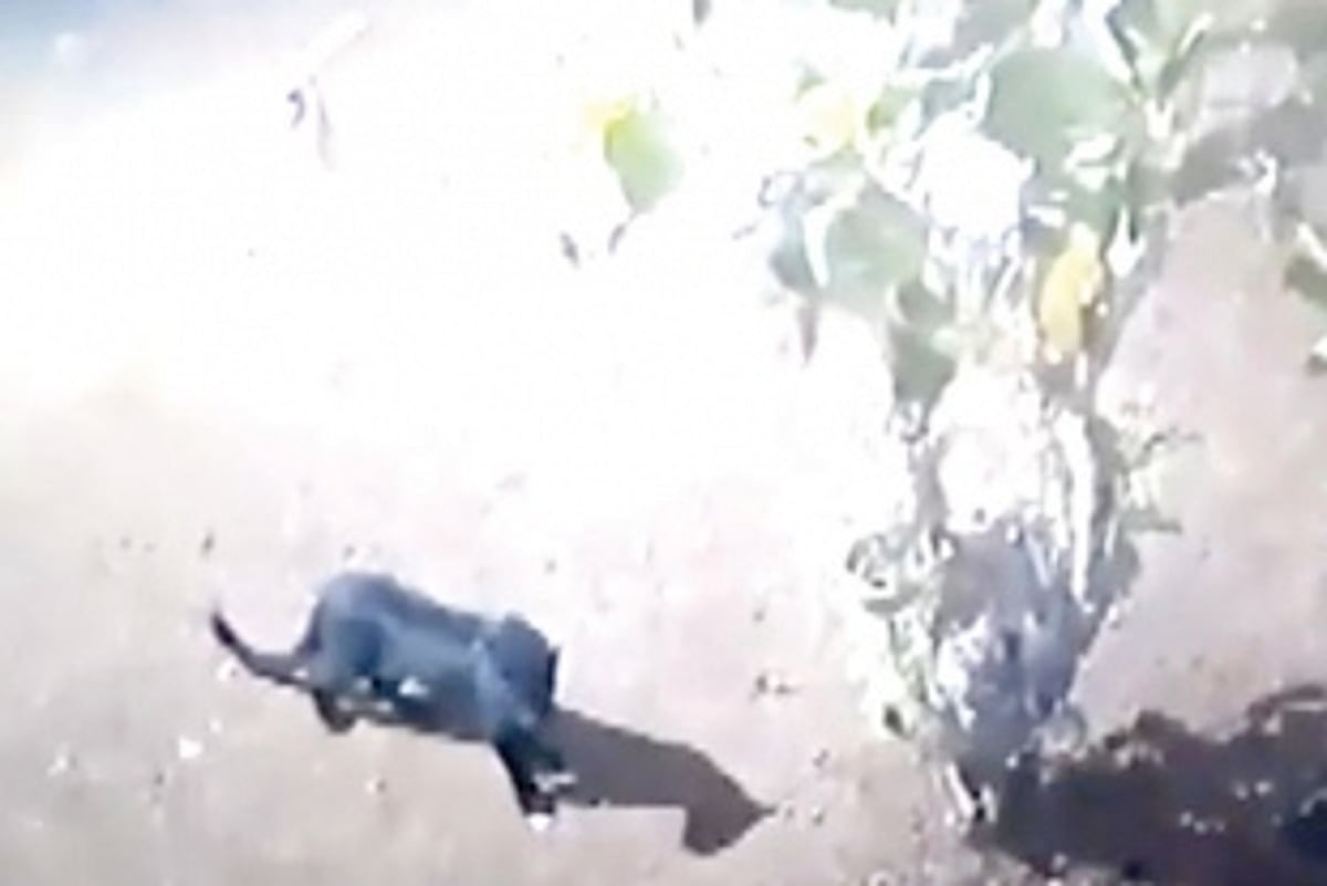 Black panther spotted at Balli