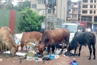 Black spots near electrical transformers can be dangerous