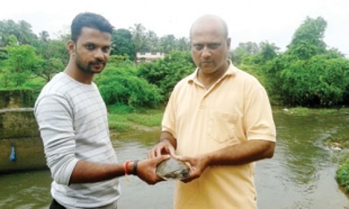 Black turtle rescued