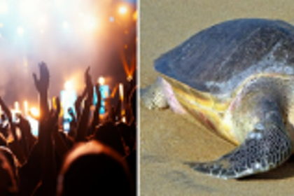 Blaring music and glaring lights at Ashvem beach driving Olive Ridleys away