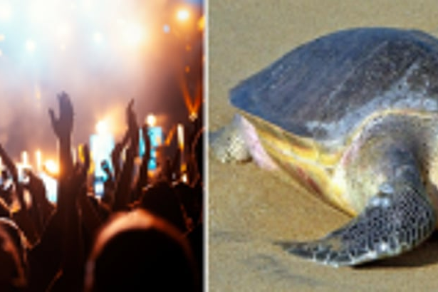 Blaring music and glaring lights at Ashvem beach driving Olive Ridleys away