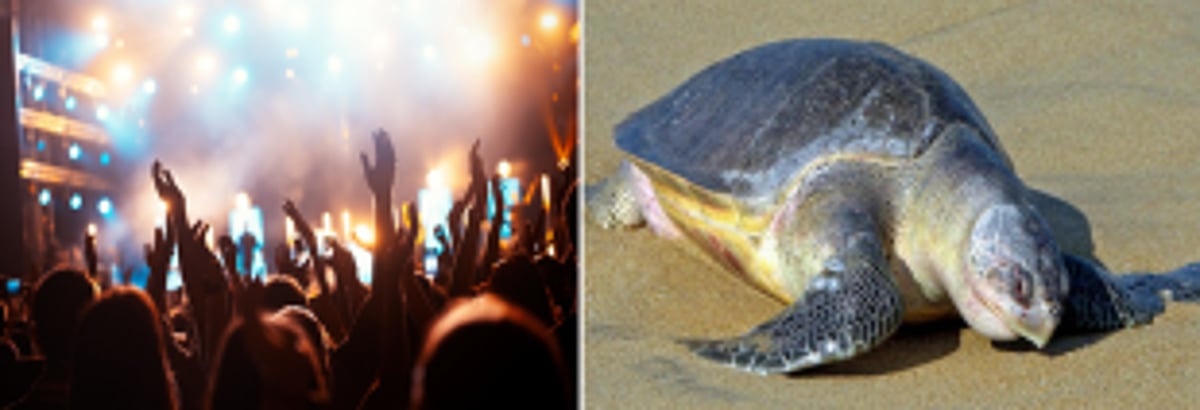 Blaring music and glaring lights at Ashvem beach driving Olive Ridleys away