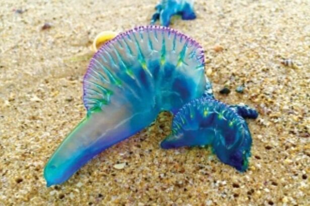 Bluebottle washes ashore at  Candolim-Sinquerim beaches