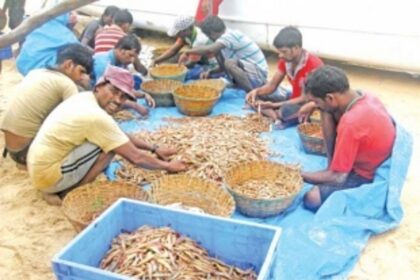 Boat owners seek permission to catch solar shrimps