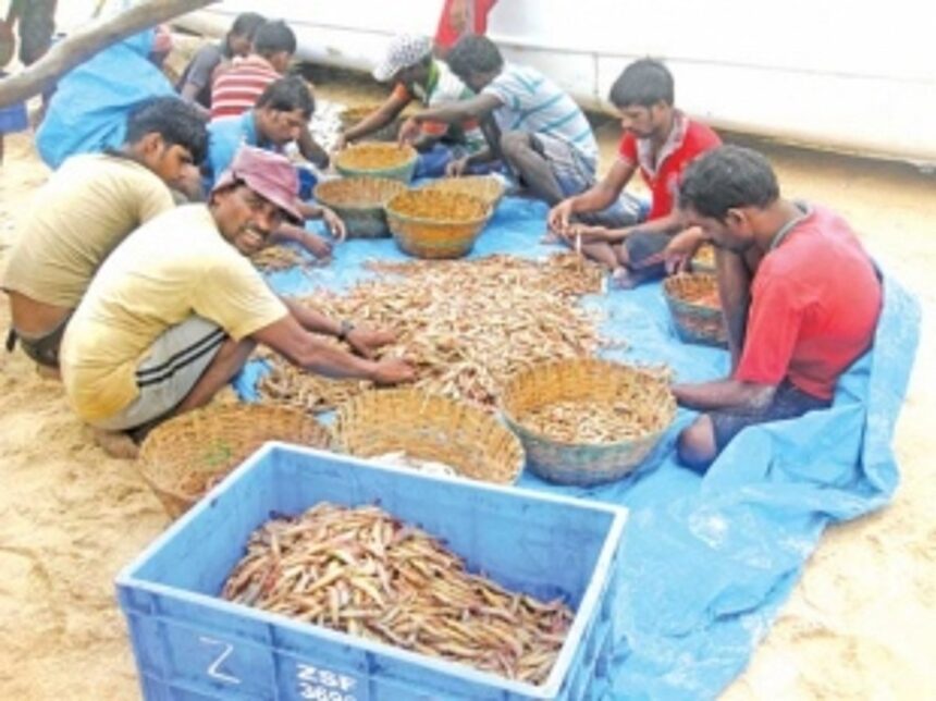 Boat owners seek permission to catch solar shrimps