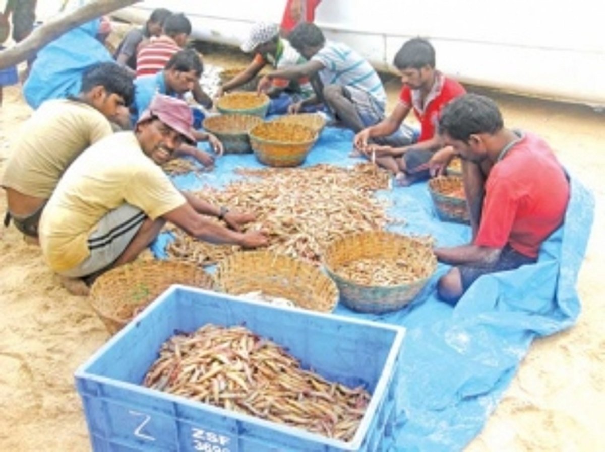 Boat owners seek permission to catch solar shrimps