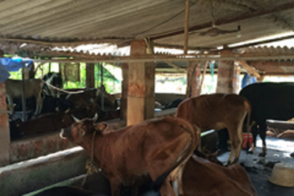 Bodgeshwar Xetkari against demolition of cowshed