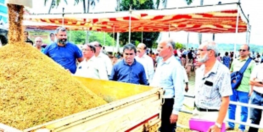 Bolstered by bountiful crop, Chinchinim ryots to revive 100 more hectares of fallow land