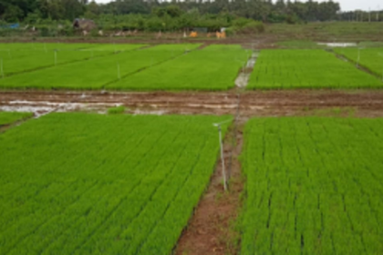 Bolstered by bumper crop, Rawanfond farmers push GSUDA to return ancestral fields