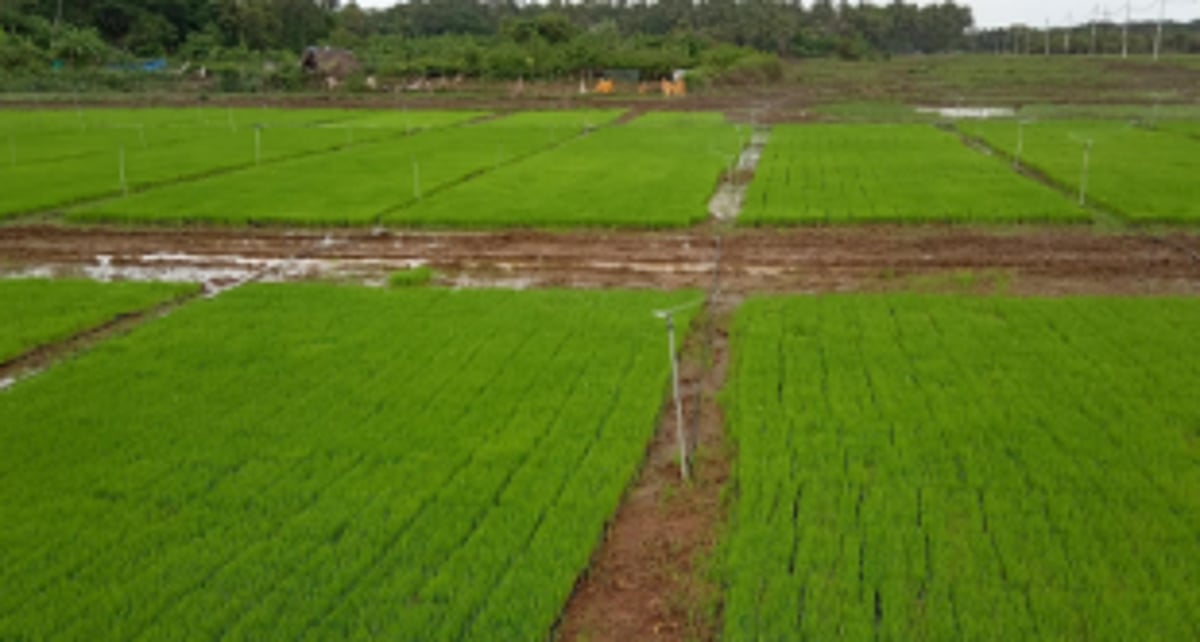 Bolstered by bumper crop, Rawanfond farmers push GSUDA to return ancestral fields