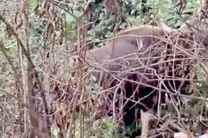 Bondbaag locals panic as bisons spotted in village