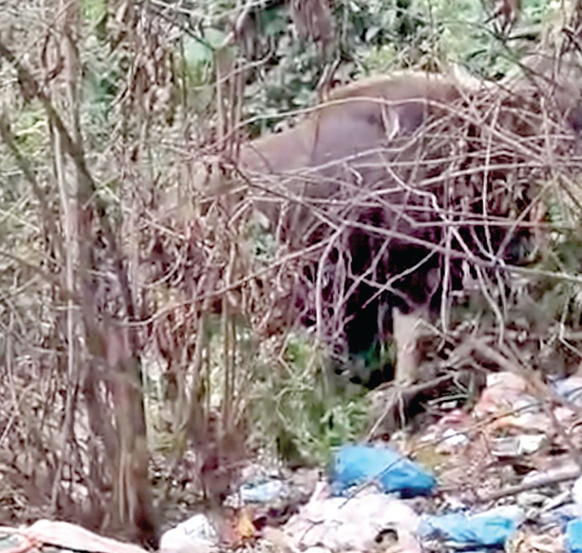 Bondbaag locals panic as bisons spotted in village