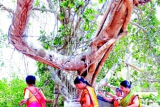 Bonding with the Banyan Tree