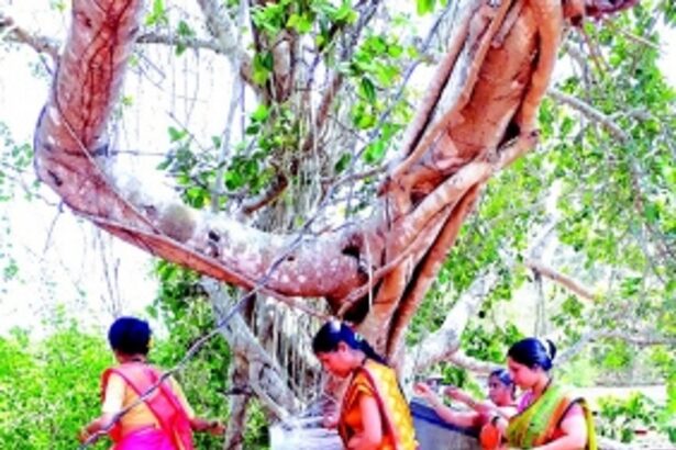 Bonding with the Banyan Tree