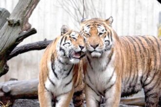 Bondla Zoo not suitable for tigers, says Minister