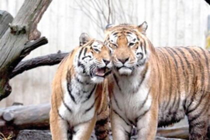 Bondla Zoo not suitable for tigers, says Minister