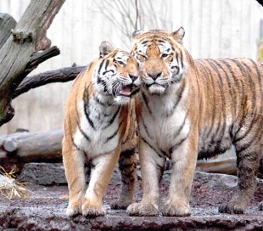 Bondla Zoo not suitable for tigers, says Minister