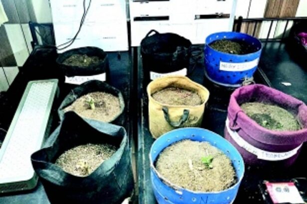 Borim-based civil engineer held for growing ganja at residence, contraband worth Rs 8.5 lakh seized