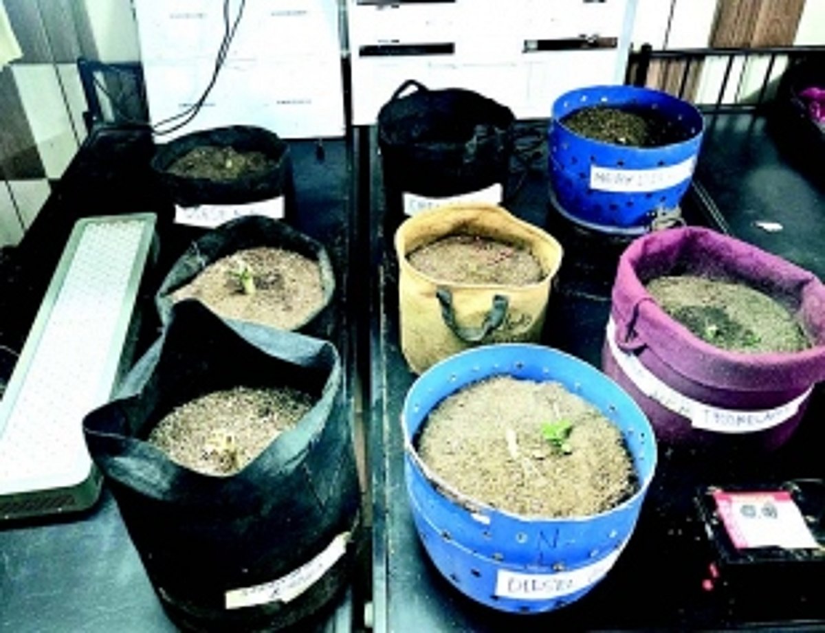 Borim-based civil engineer held for growing ganja at residence, contraband worth Rs 8.5 lakh seized