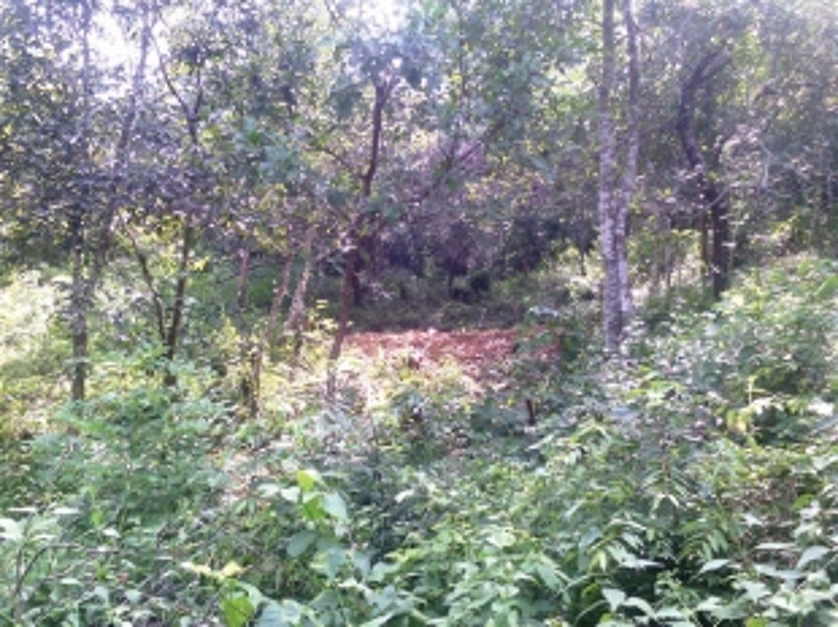 Borim locals irked by delay  in constructing crematorium