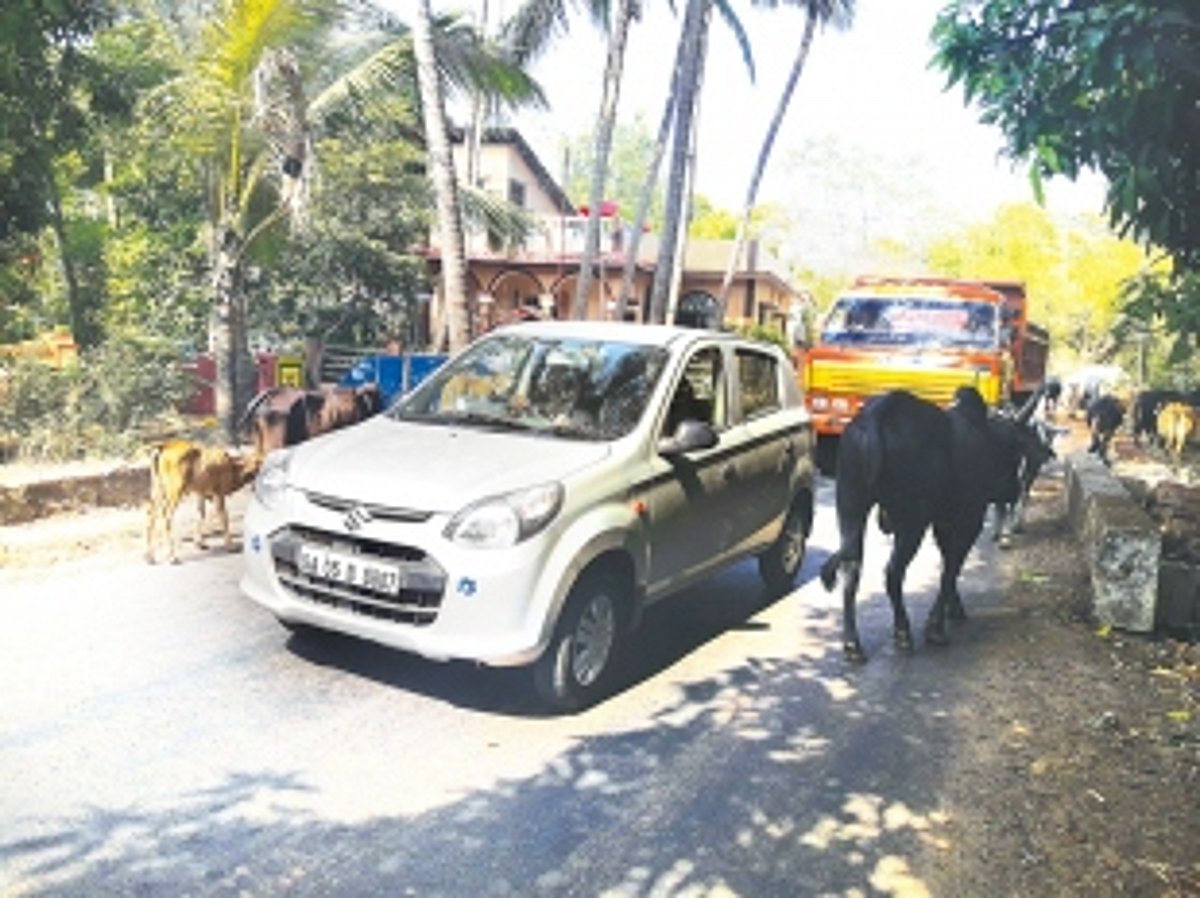 Bovine menace: Commuters suffer as Siolim’s stray cattle refuse to moo-ve