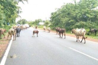 Bovines continue to obstruct traffic, endanger lives on NH in Ponda taluka