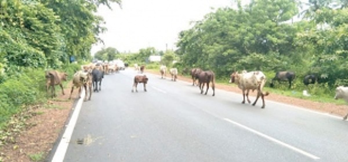 Bovines continue to obstruct traffic, endanger lives on NH in Ponda taluka