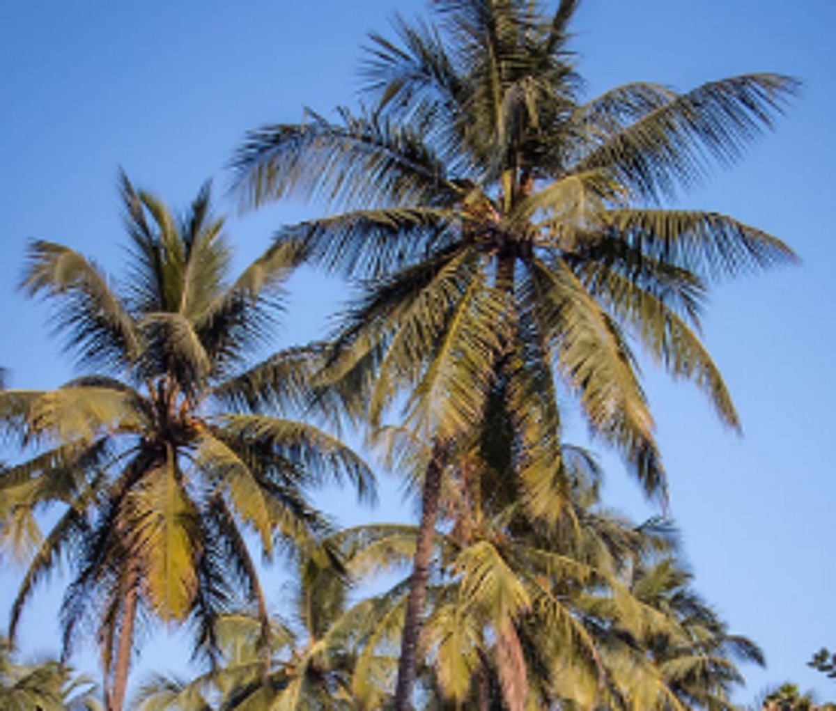 Boy injured in tree fall