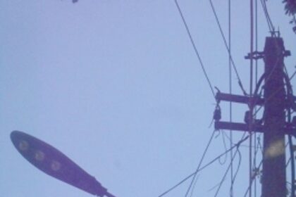 Branches covering LED fixture chopped