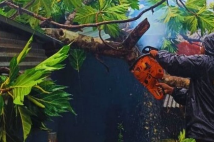 Breadfruit Tree Falls on House in Sanguem’s Junawada Amid Heavy Rains, Causes Major Damage