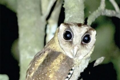 Bringing to light the winged wonders of Goa’s forest